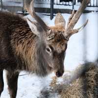 Asahiyama Zoo โซน กวางมูซ