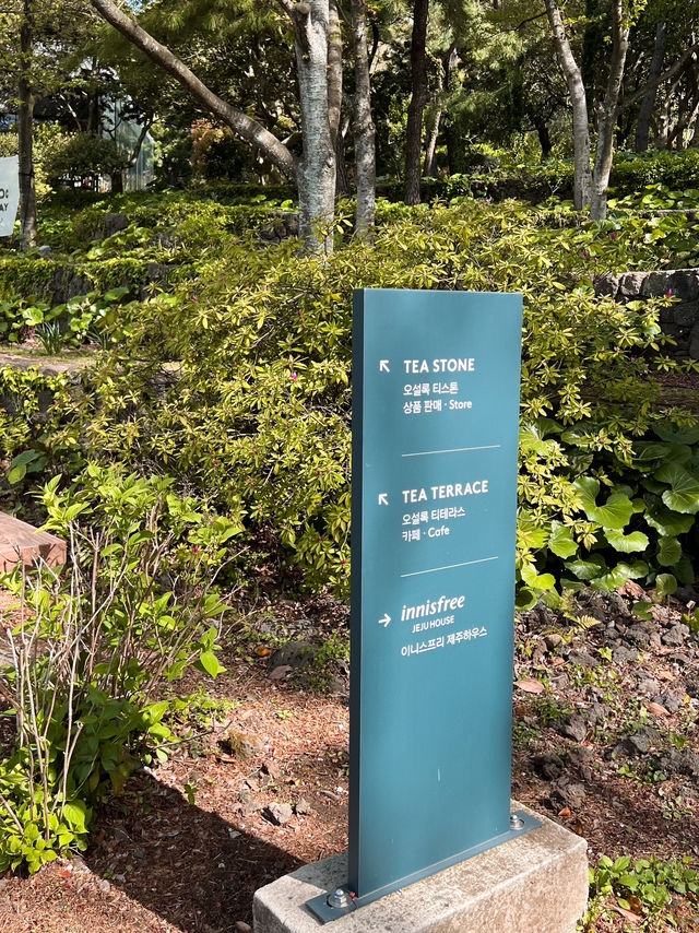 打卡濟州島Osulloc綠茶園🍃