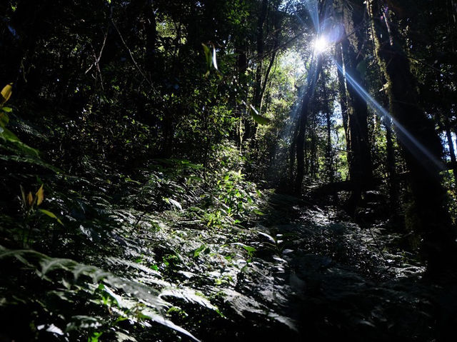 พาไปศึกษาธรรมชาติกันที่ 🌳 กิ่วแม่ปาน