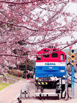 Jinhae | The Military Port Festival Intertwined with Pink Cherry Blossoms: The Most Romantic Spring Festival.