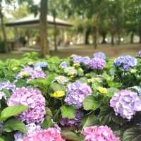 Daan Forest Park