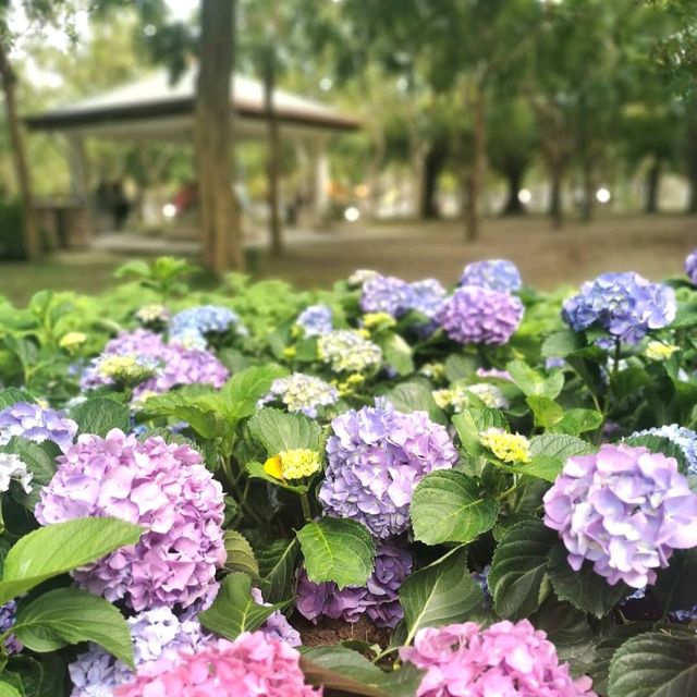 Daan Forest Park