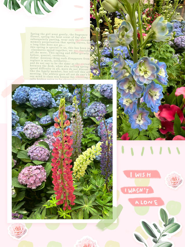 春天的情書💌花花世界