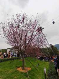 東涌期間限定的櫻花園