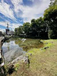 Discover Tranquility at Daisoji Temple, Shimoyoshida