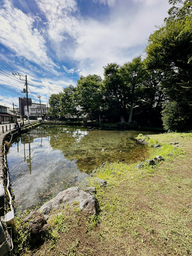 Discover Tranquility at Daisoji Temple, Shimoyoshida