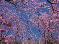 中巴陵櫻木花道櫻花美景