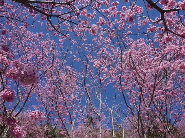 中巴陵櫻木花道櫻花美景