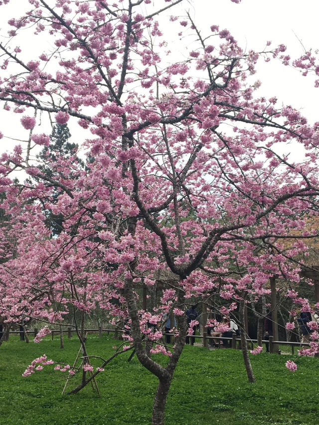 嘉義阿里山櫻花：高山春日的夢幻之旅
