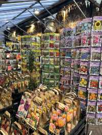 A Colorful Stroll Through Bloemenmarkt, Amsterdam