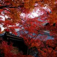 Kyoto - Eikando đừng nên bỏ qua