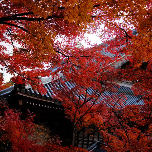 Kyoto - Eikando đừng nên bỏ qua