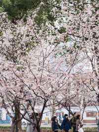 靜安雕塑公園賞櫻攻略：藏在都市裡的粉色
