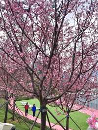 探索東涌櫻花海岸公園的春日魔力