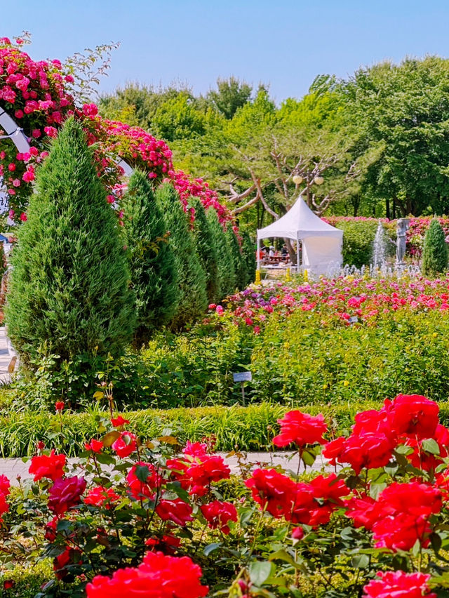 Gwacheon Rose Festival Review