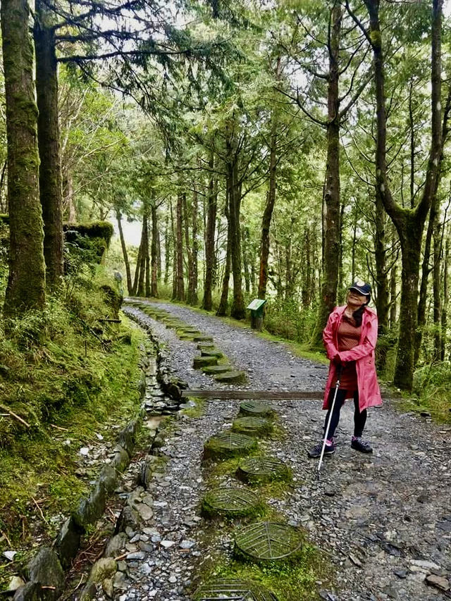 鎏金般耀眼的太平山山毛櫸步道