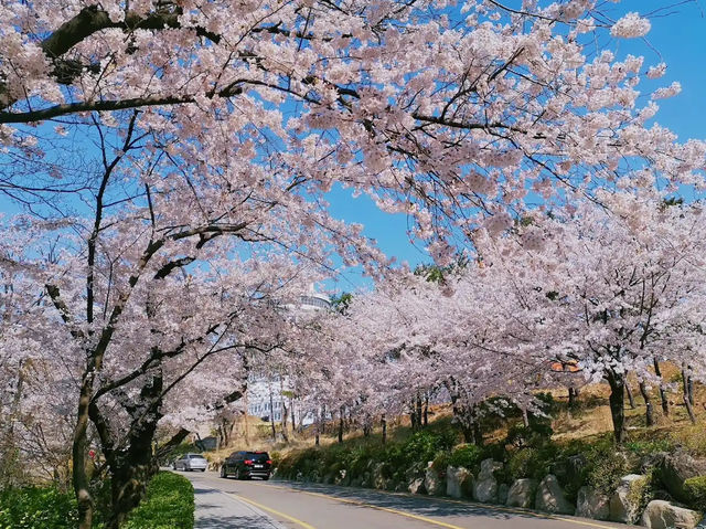 🌸 **首爾南山公園櫻花觀賞遊覽分享** 🌸