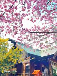 【東京】今だけ!!奇跡の絶景お花見スポット🌸