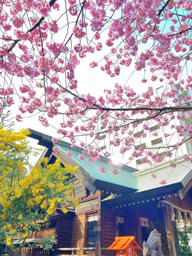 【東京】今だけ!!奇跡の絶景お花見スポット🌸