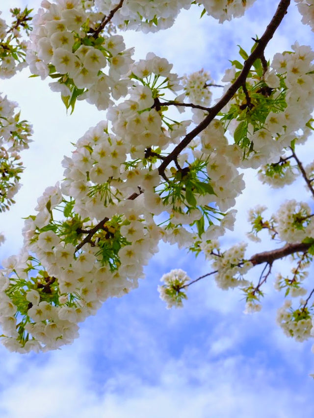 🌸  橫濱賞櫻秘景|📍汽車道 