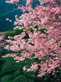 Breathtaking Cherry Blossoms at Yongfu Town