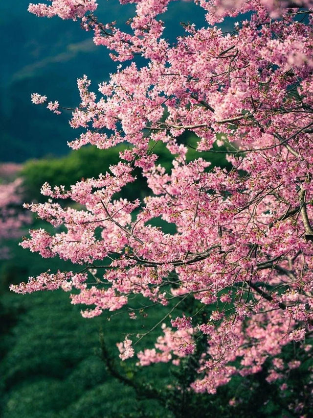 Breathtaking Cherry Blossoms at Yongfu Town