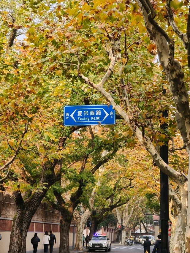 Fuxing West Road｜Gentle Serenity Beneath the Plane Trees