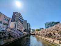 福岡-天神中央公園，河岸吉野櫻綻放美如畫！