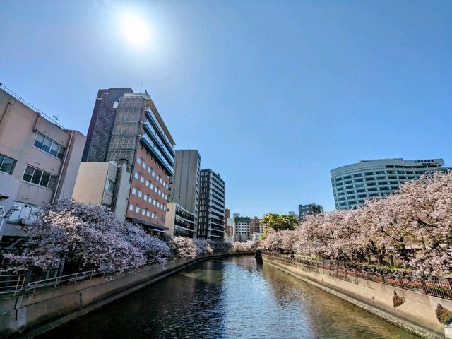 福岡-天神中央公園，河岸吉野櫻綻放美如畫！