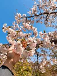 Best place for cherry blossom bloom in Taichung 💐🌸