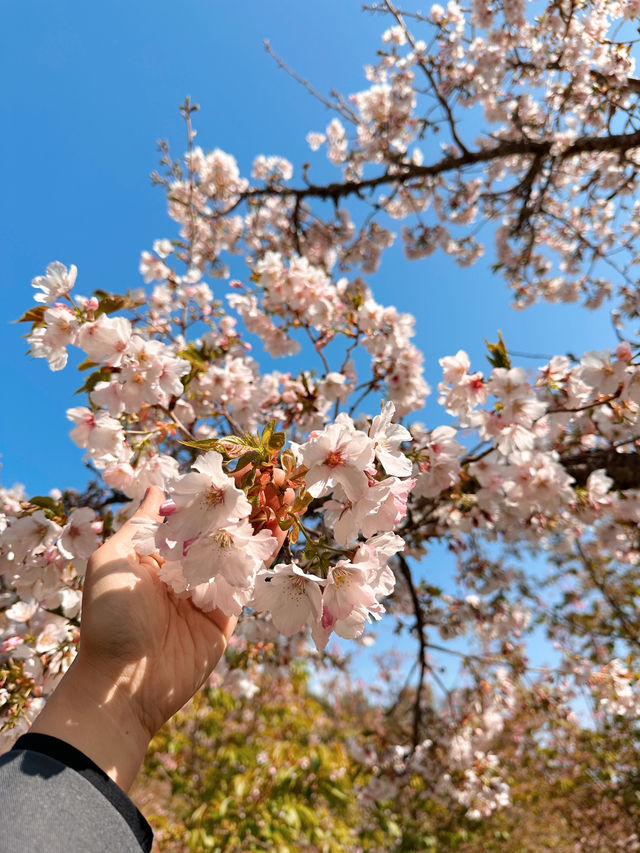 Best place for cherry blossom bloom in Taichung 💐🌸