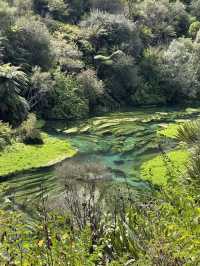 🇳🇿100 Years in the Making: Nature’s Purest Water from Blue Spring
