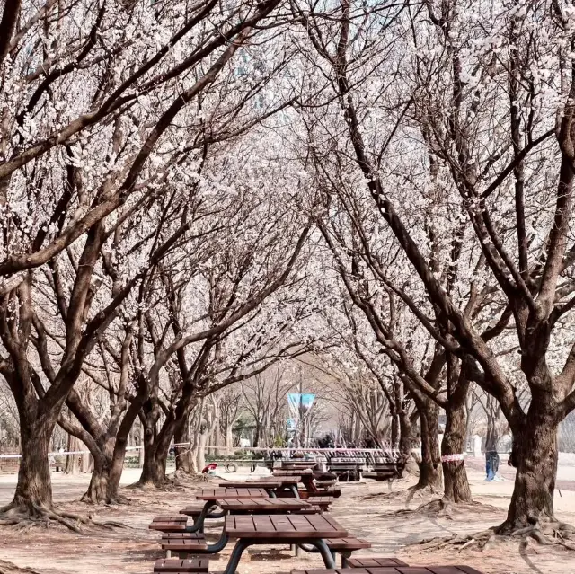 CHERRY BLOSSOM IN SEOUL FOREST PARK 🌸