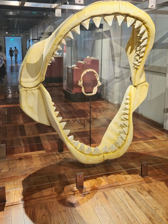 The natural history museum 