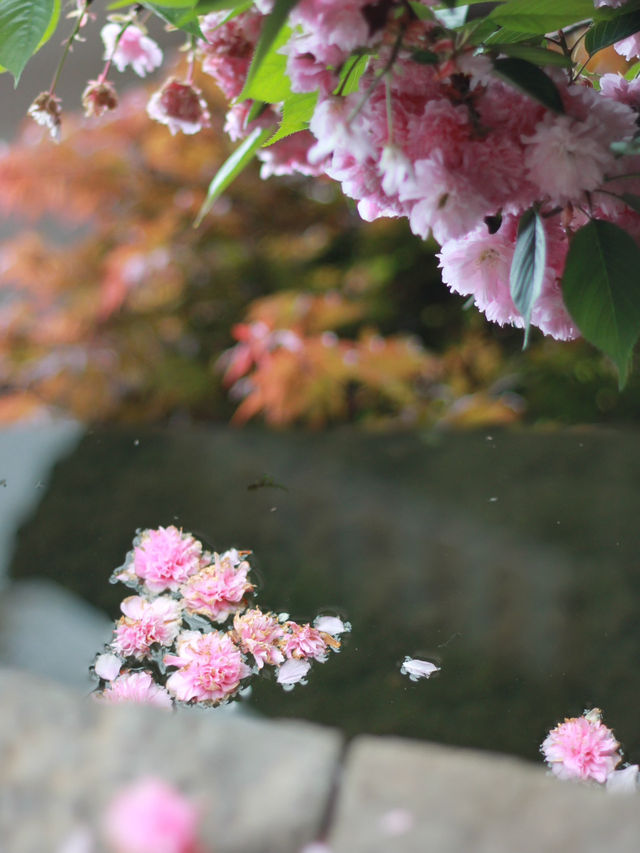 A Serendipitous Spring in Shuhe: Cherry Blossoms and Wisteria