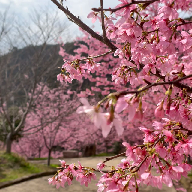 油羅溪森林花園•櫻花盛開的夢幻