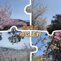 貓囒山·櫻花遍野