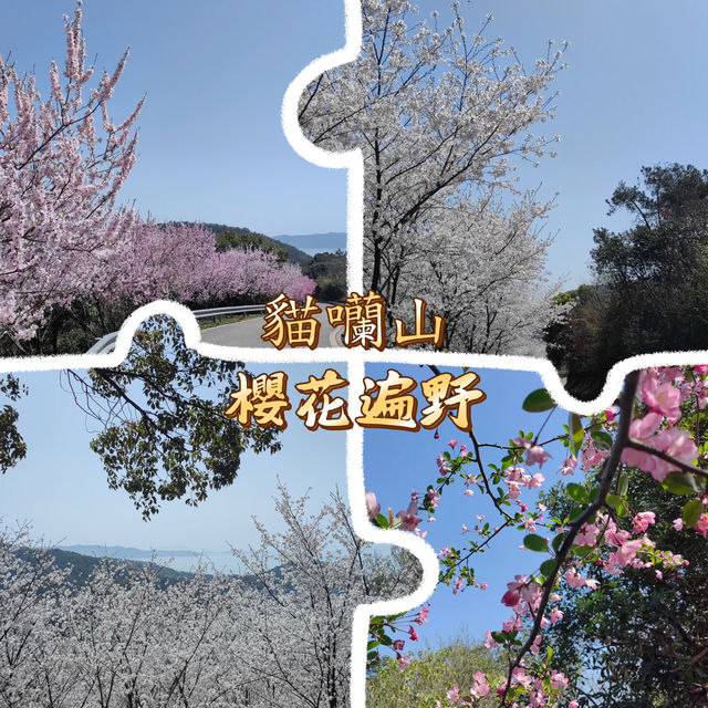 貓囒山·櫻花遍野