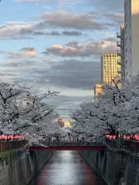 東京賞櫻攻略：中目黑、澀谷、中野、芝公園，一次蒐集所有粉嫩美景！🌸