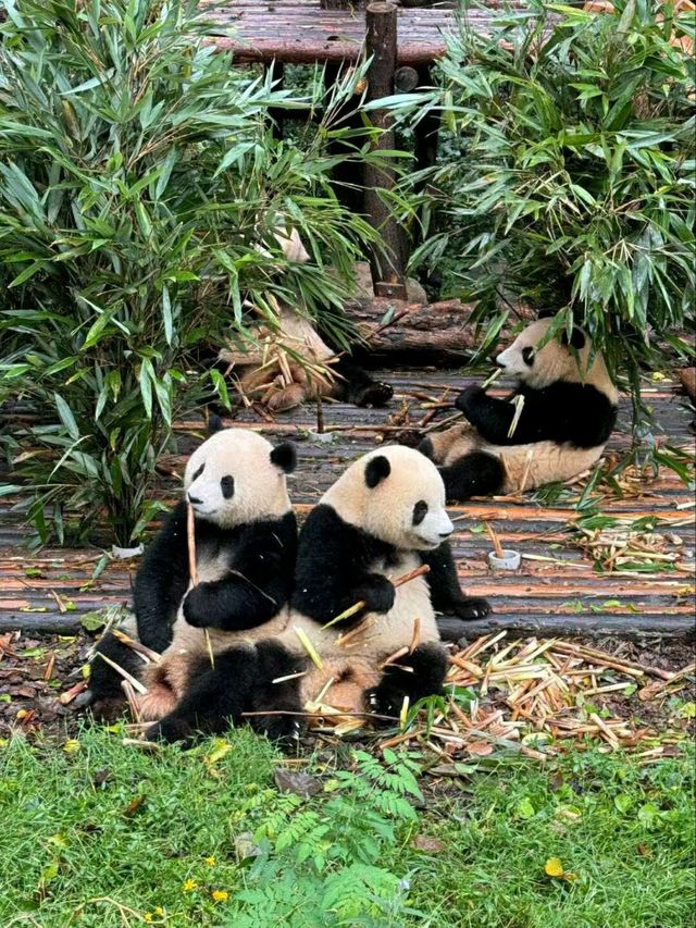 Chengdu Panda Valley: A Close-Up Encounter with Nature’s Cutest Treasure