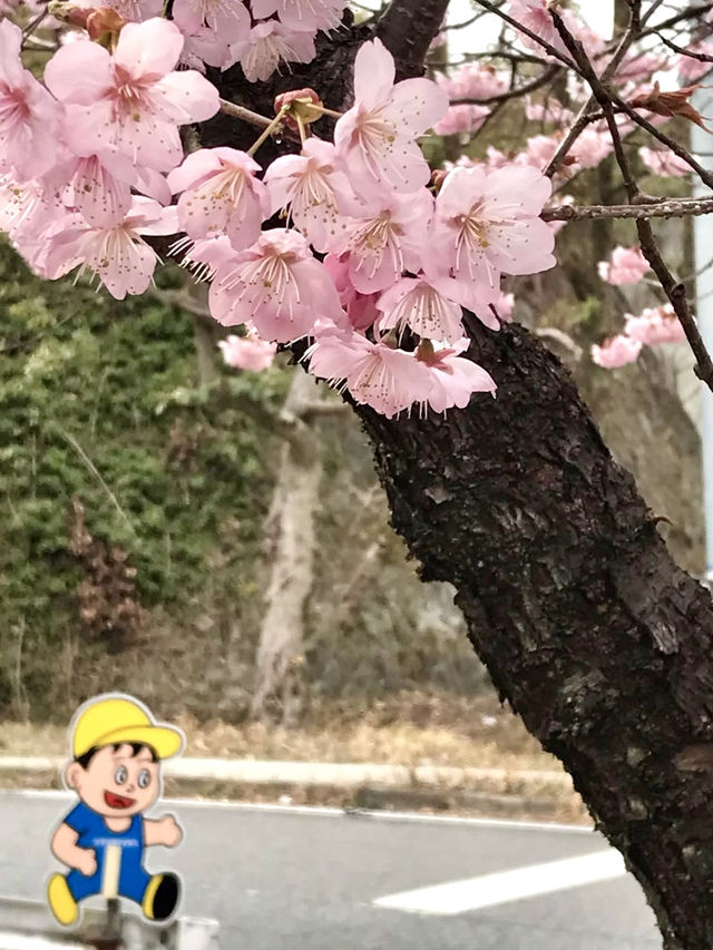Cherry Blossoms in Full Bloom at Ojigaoka Park