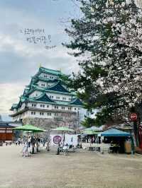 나고야 벚꽃여행코스 🌸🌸🌸🌸