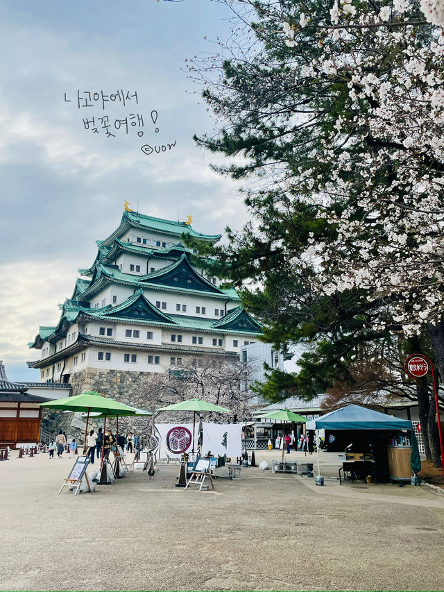 나고야 벚꽃여행코스 🌸🌸🌸🌸