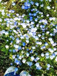 BLUE NEMOPHILAS AT HITACHI SEASIDE PARK, IBARAKI