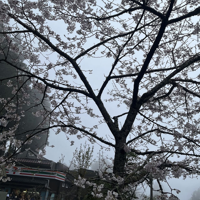阿里山派出所步道 Alishan Police Station Trail 