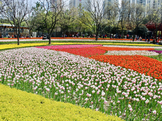 Chasing Tulips in Shanghai 🌷🇨🇳