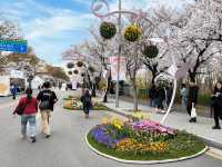 “Spring in Seoul: Yeouido’s Cherry Blossom Symphony”