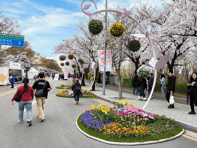 “Spring in Seoul: Yeouido’s Cherry Blossom Symphony”