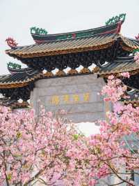 Stunning Cherry Blossoms at Baomo Garden