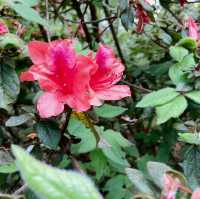 一抹山林紅：獅仔頭山春日金毛杜鵑花季